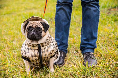 carlin habillé par son maitre