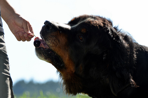 homme qui donne une cerise à son chien