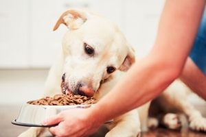 Conseils avant de nourrir le chien et après
