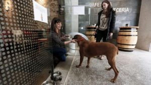 BarFriendly, les premiers restaurants pour chiens