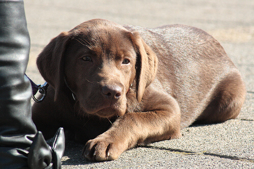 un jeune labrador brun