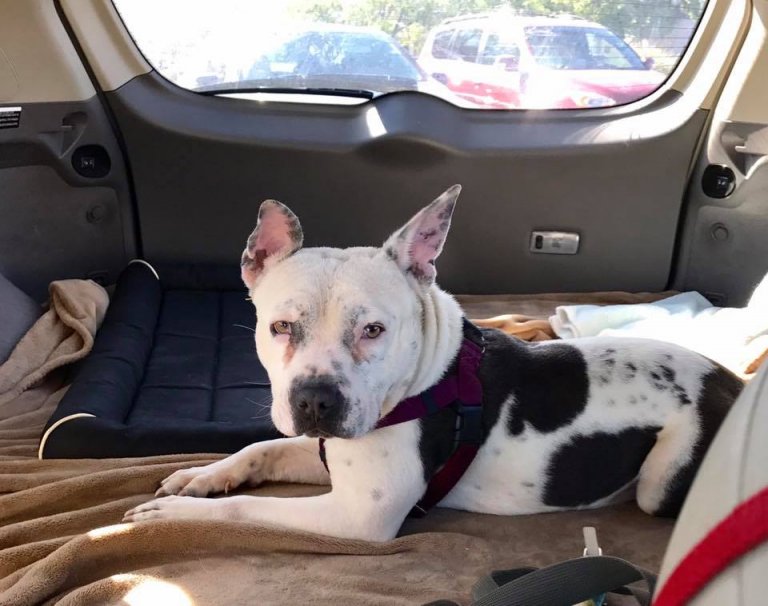 Violet, libéré de la maltraitance