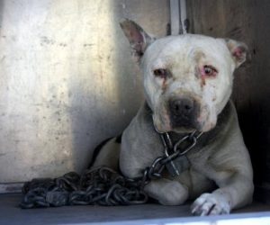 Violet, un chien enchainé pendant plus de deux ans