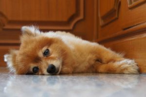 Calmer les pleurs de votre jeune chien pendant la nuit