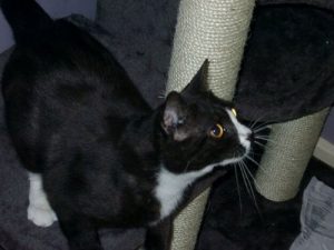 Une chatte disparue à Londres réapparaît à Paris 8 ans plus tard