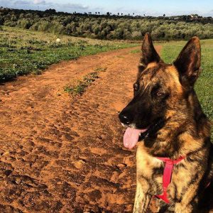 mort de votre animal de compagnie