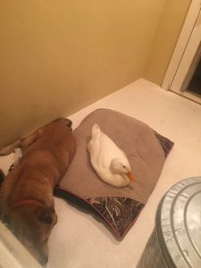 chien déprimé avec son ami canard