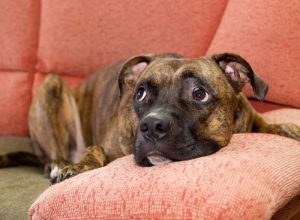 Astuces pour calmer un chien effrayé par les bruits