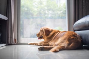 Quelque chose qui peut tuer votre chien : l'ennui