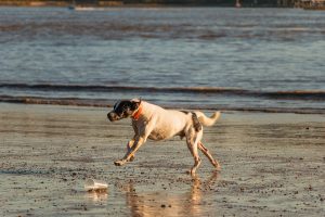 Le soigneur de l'île des chiens