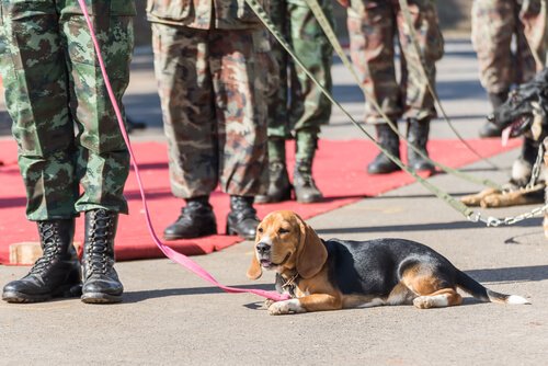 un chien sauveteur pendant une parade militaire