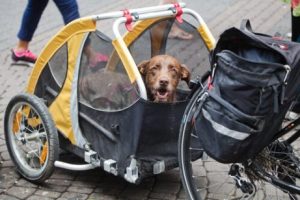 Le chien qui a parcouru tout le Pérou à vélo