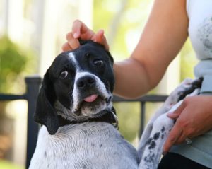 Pourquoi les chiens tremblent-ils ?
