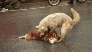 Un chien veut aider son ami qui s’est fait écraser