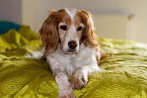 Pourquoi les chiens reniflent-ils notre entre-jambe ?