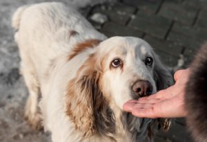 Types de cancer qu'un chien peut détecter