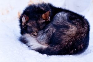 chienne retrouvée congelée dans la neige