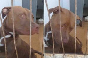 Une chienne enfermée dans une voiture sauvée par une maison d'accueil