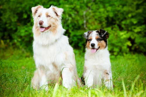 deux chiens assis dans l'herbe