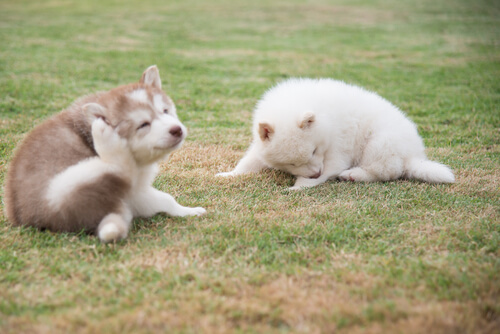 Deux chiots se grattent dans l'herbe