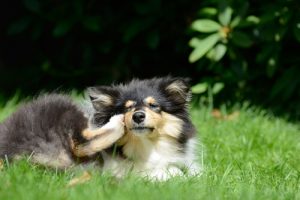 6 remèdes maison pour lutter contre les puces