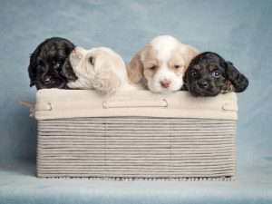 Comment choisir le nom idéal pour son chien