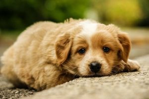 Comment prendre soin d'un chien maltraité ?
