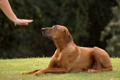 dresser son chien obeissance
