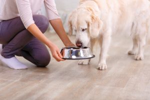 beaucoup à apprendre de votre chien