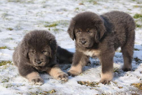 Deux chiots dans la neige