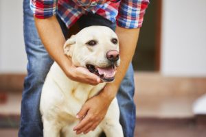 Tout sur l'épilepsie chez les chiens