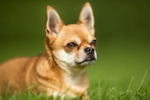 Les causes des gaz chez les chiens