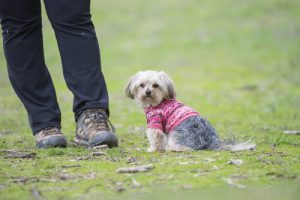 Votre chien ne voit pas vos défauts, vous êtes parfait à ses yeux !