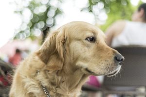 5 raisons de vivre avec un grand chien
