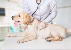 Un nouvel hôpital redonne espoir aux animaux oubliés