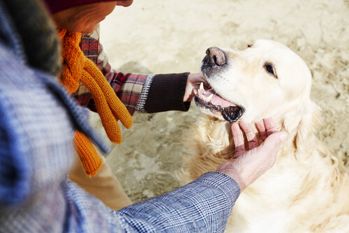 un chien cajolé par une femme