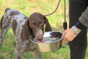 L'huile d'olive, très bénéfique pour les animaux