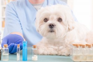 5 huiles naturelles qui doivent être dans le kit de secours de votre chien