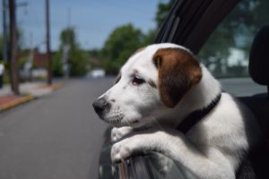 10 conseils pour ne pas vous faire voler votre chien