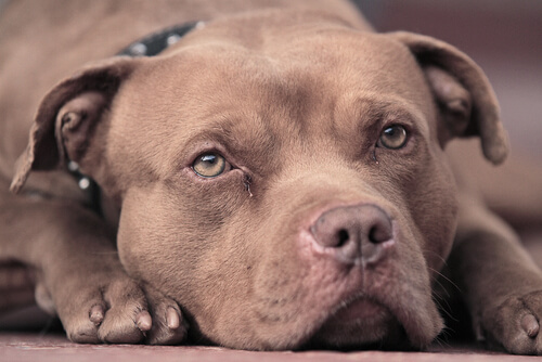 un pitbull brun allongé