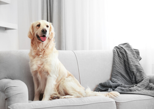 golden retriever assis sur un canapé