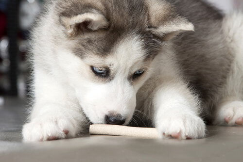 Un husky mange un bonbon