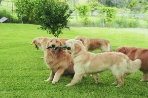 Pourquoi les chiens se reniflent entre eux