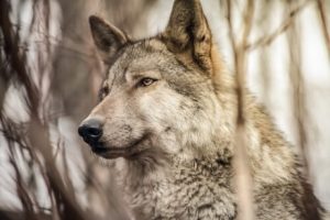 Le comportement d'une meute de loups