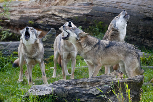 meute de quatre loups