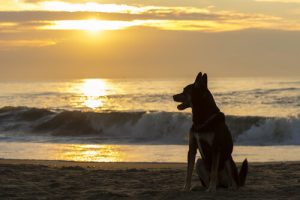 Combien de temps devez-vous attendre après la mort de votre animal de compagnie pour en prendre un nouveau ?