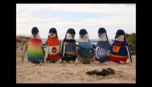 Un homme de 109 ans tisse de petits chandails pour aider les pingouins