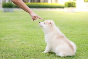 Quelle est la punition la plus adaptée pour un chien