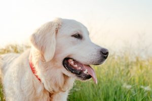 Quelles sont les races de chiens les plus intelligentes ?