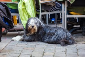Découvrez un restaurant exclusivement dédié aux chiens